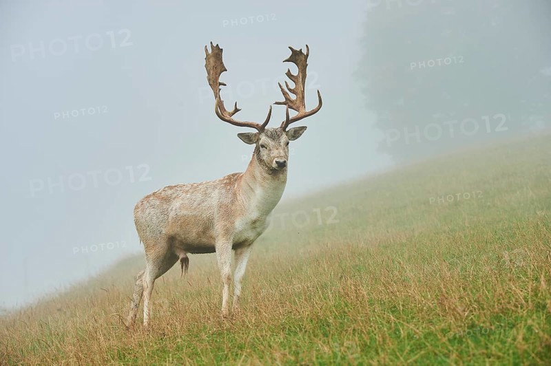 Damhirsch