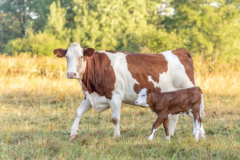 Cow with her calf. Cows in the pasture in the morning. Montbeliarde cow in the Jura. France