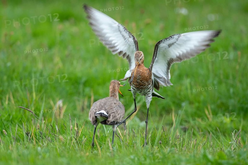 Black-tailed Godwit