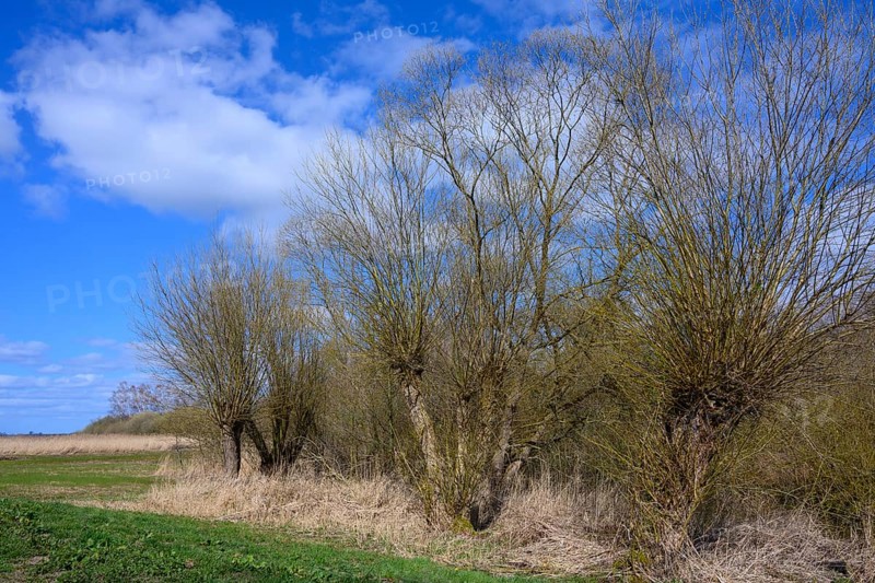 Pollarded willows on the shore of Lake Duemmer