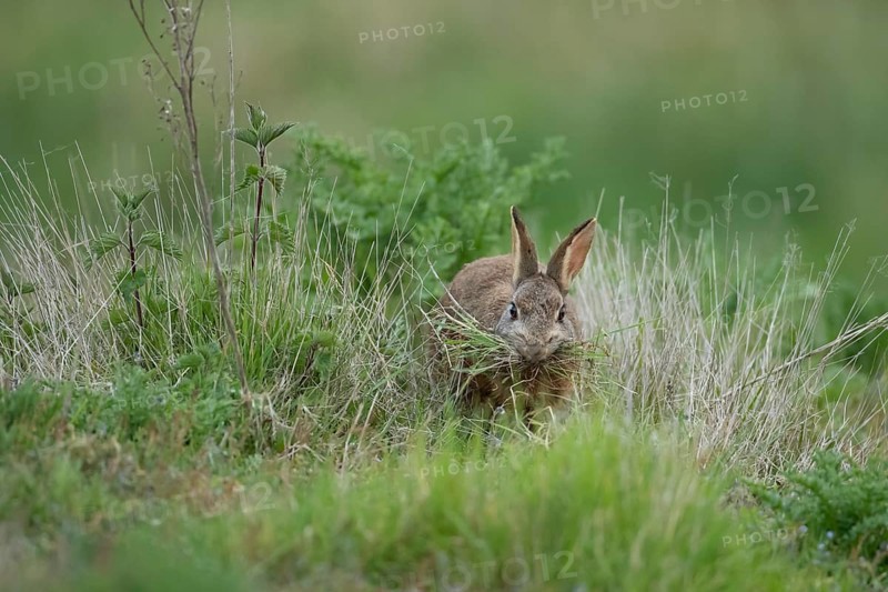 Rabbit
