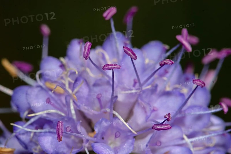 Common devil's-bit purple flower
