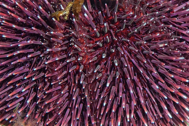 Extreme photomicrograph of spines of purple sea urchin