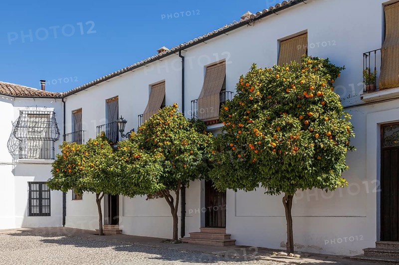 Pomeranian trees in the old town of Ronda