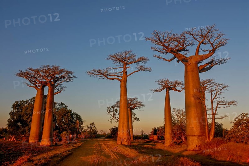 Avenue de Baobabs at sunrise