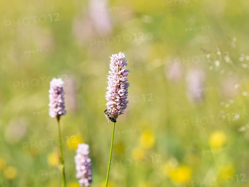 Meadow bistort