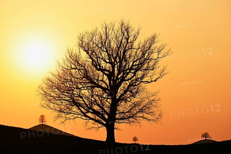 Silhouettes of an oak tree