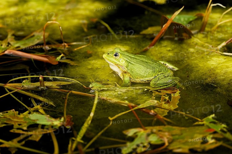 Green frog