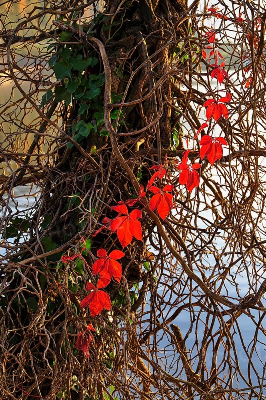 Branch of red discoloured ivy on tree trunk