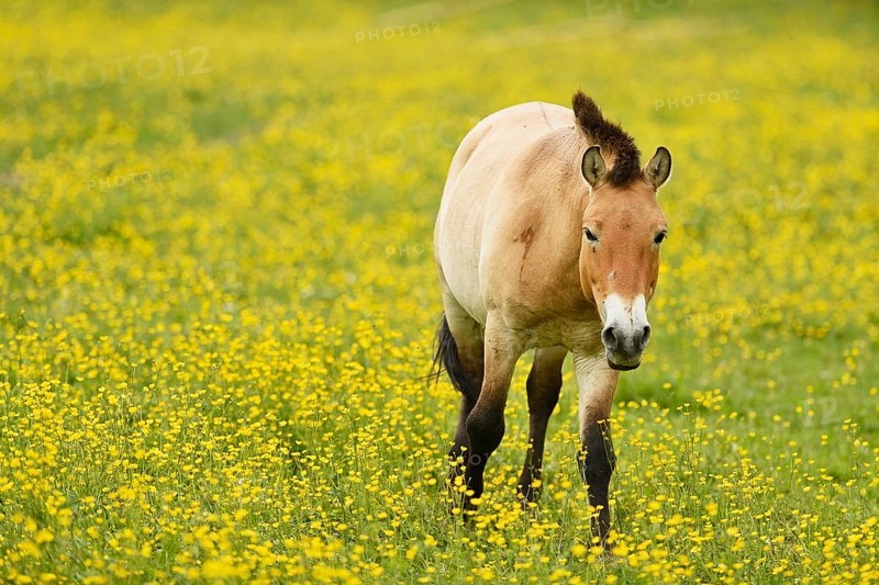 Przewalski's horse