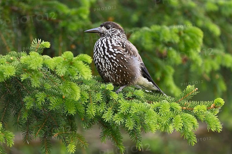 Spotted nutcracker