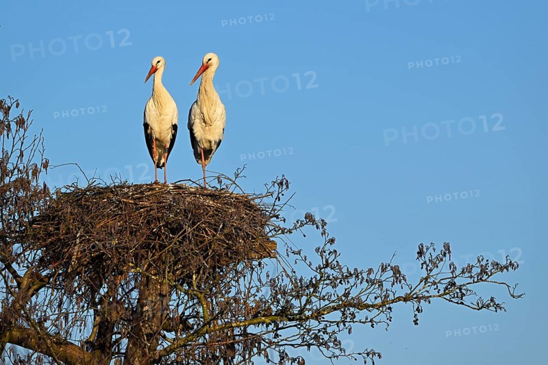 Two white storks