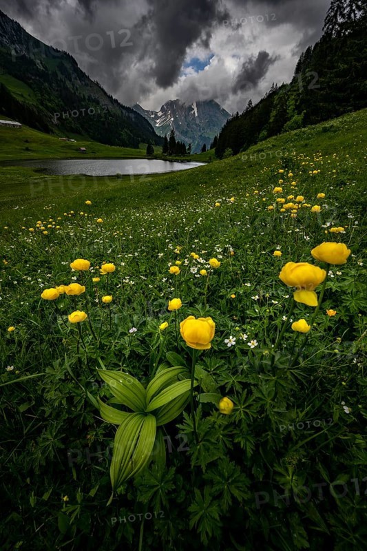 Globeflowers