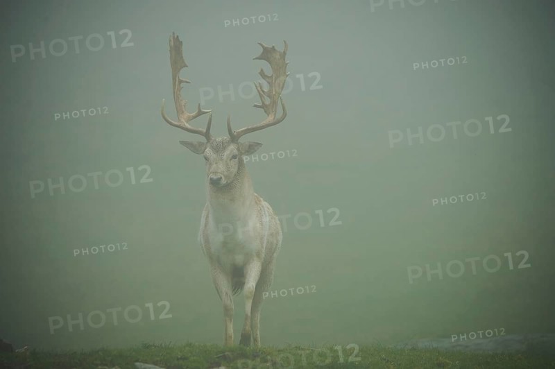 Damhirsch