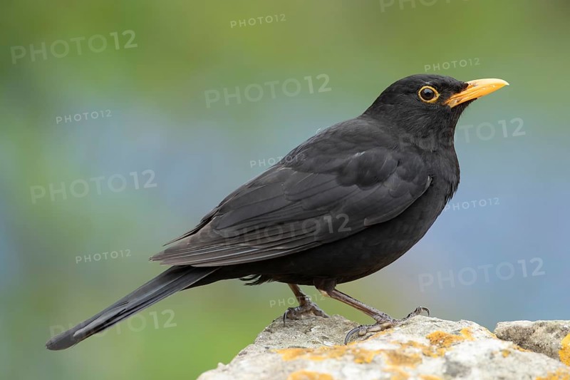 European blackbird