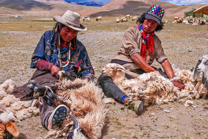 Tibetan shepards shaving sheeps along the road from Tsochen to Lhasa