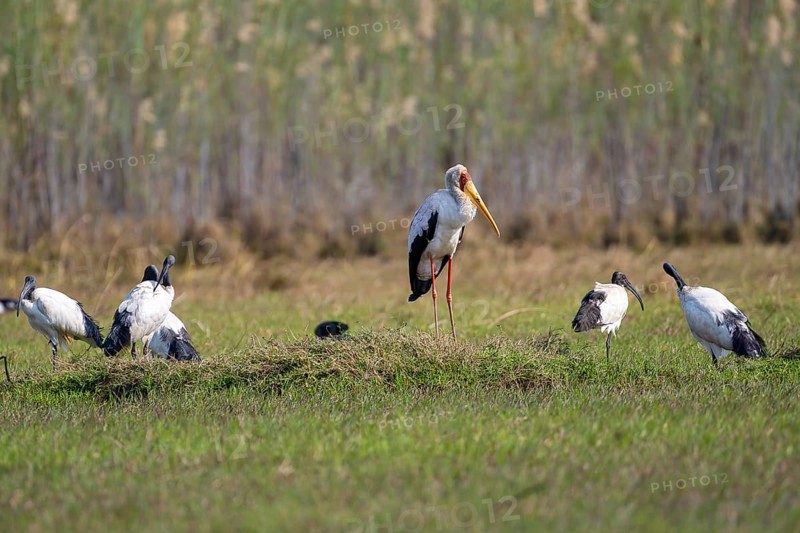 Yellow-billed stork