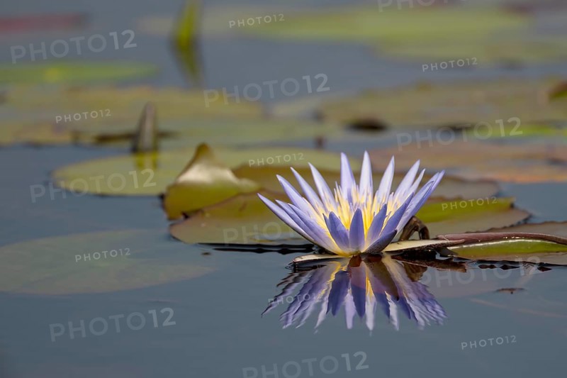 Water lily