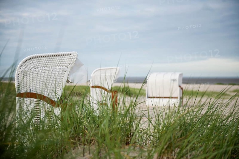 European marram grass