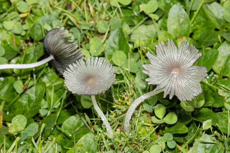 Flaky Scheibchentintling two fruiting bodies with whitish stems and caps side by side in green grass