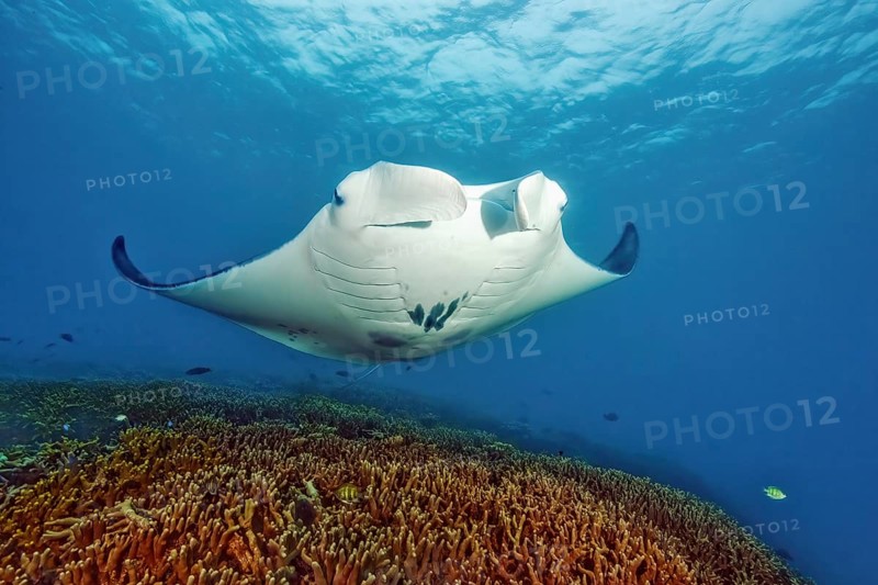 Pelagic manta ray