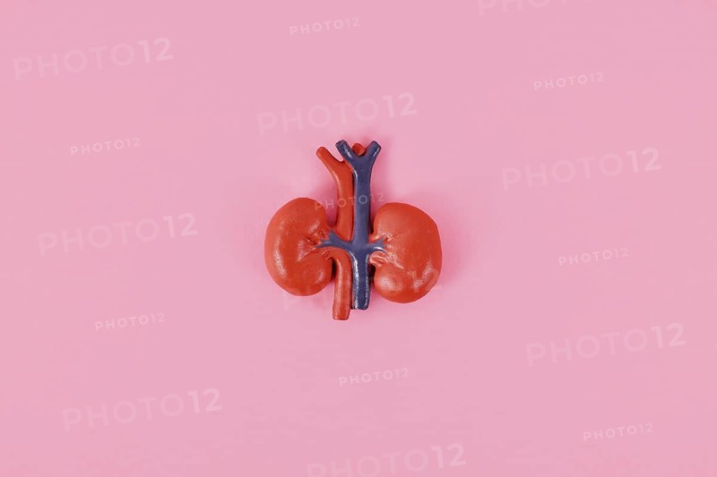 Human kidney organ model on pink background