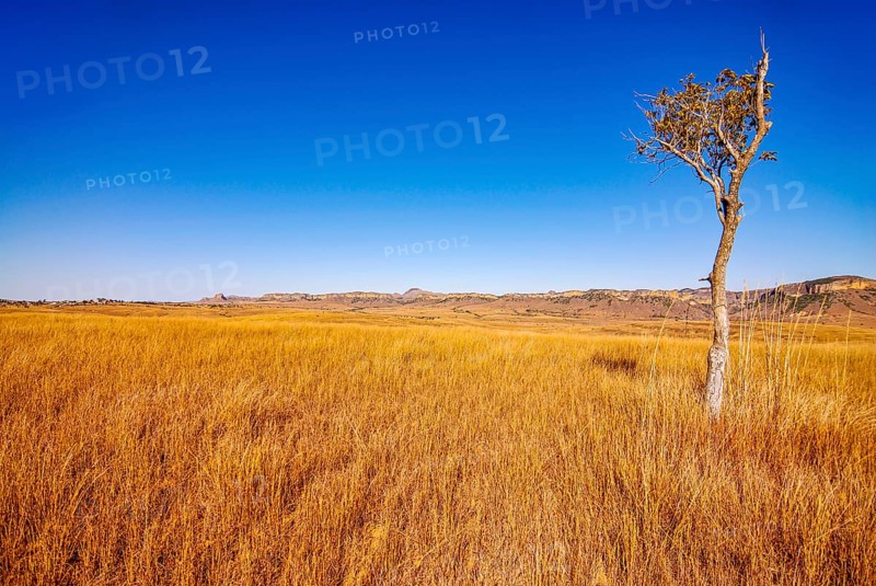 Savannah in the Isalo National Park