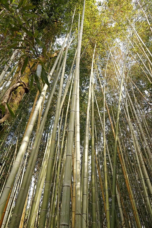 Bamboo trunks in the Arashiyama bamboo forest in Kyoto