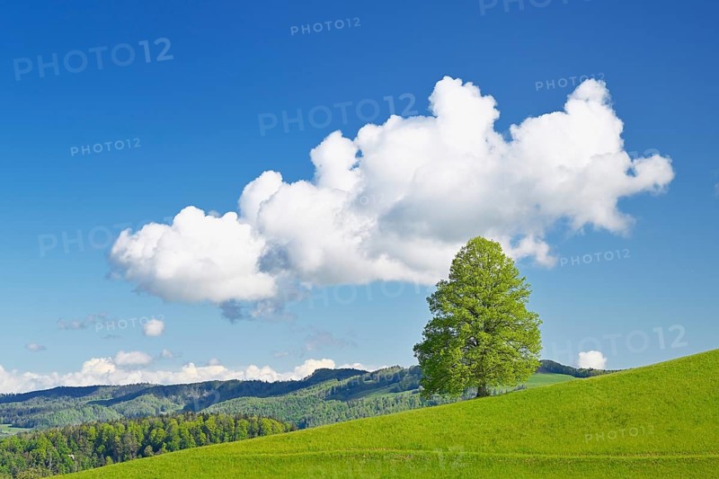 Solitary tree