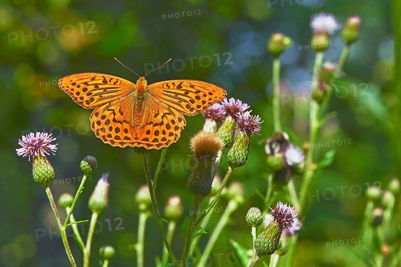Silver-washed fritillary