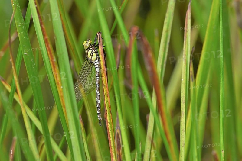 Freshly hatched dragonfly