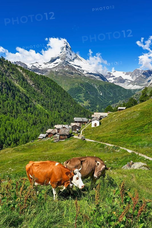 Two cows standing on a mountain meadow in front of the Matterhorn