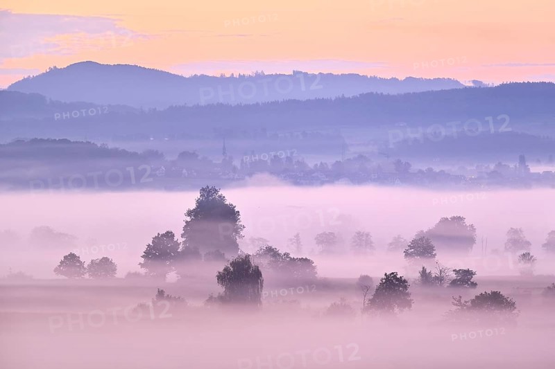 Meadows and trees in the early morning mist