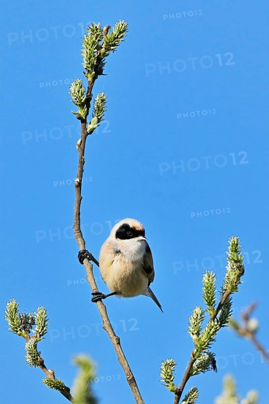 Adult male eurasian penduline tit