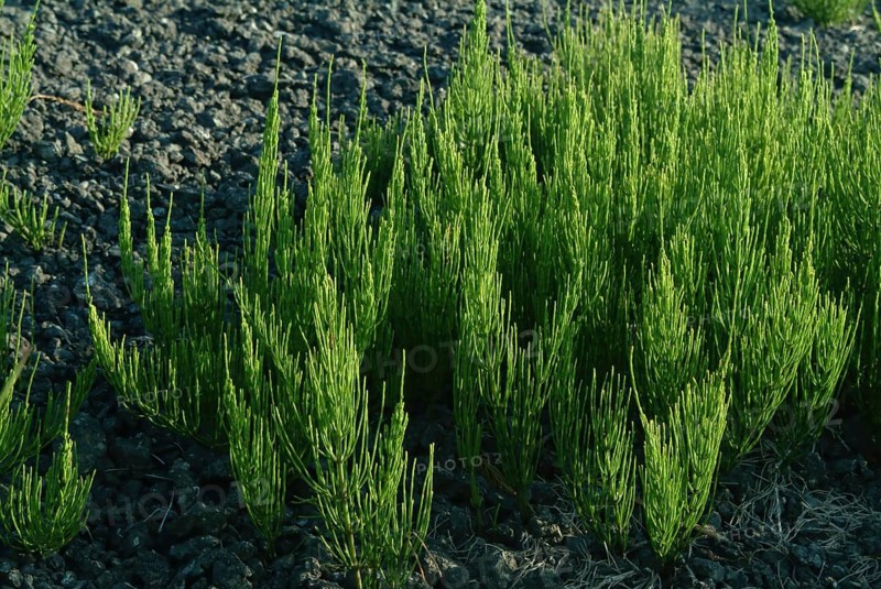 Field horsetail