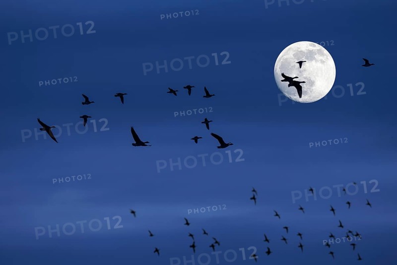 Flock of migrating ducks and geese flying in front of full moon and silhouetted against blue night sky