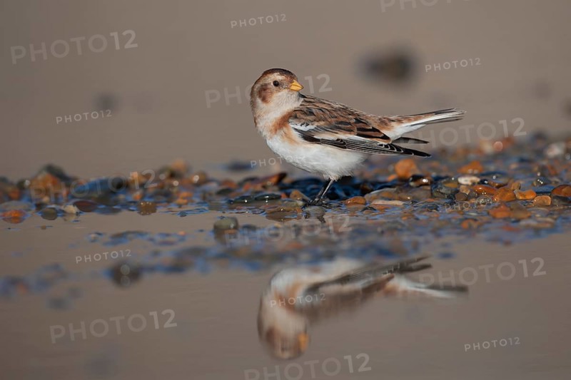 Snow bunting