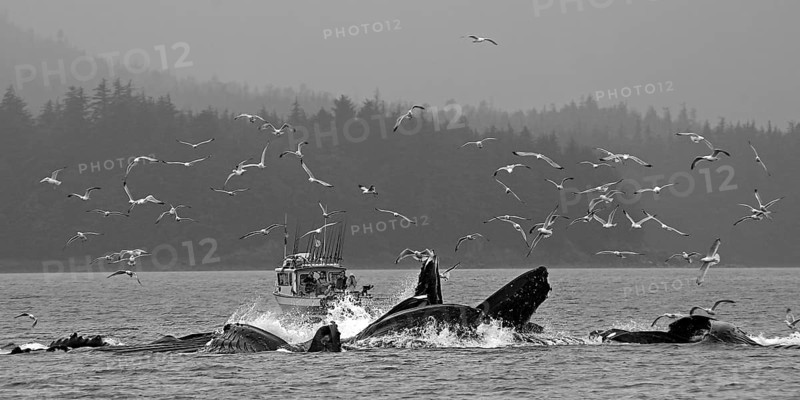 Several humpback whales dive in front of a small fishing boat