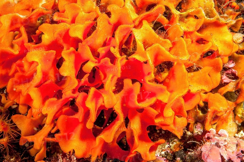 Close-up of leafy twig bryozoans
