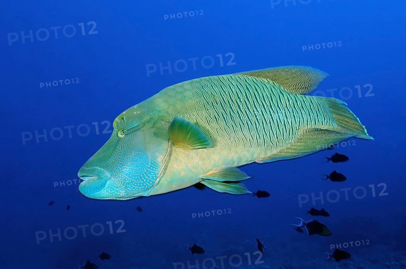Large Napoleon Wrasse Cheilinus undulatus) swims through blue sea open water over coral reef