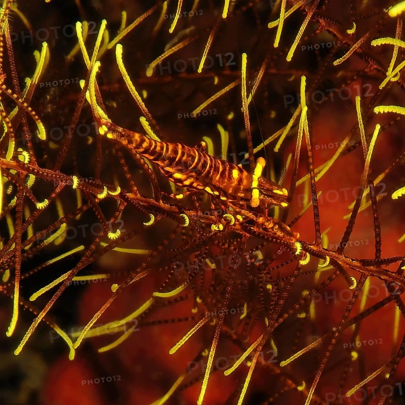 Ambon crinoid shrimp