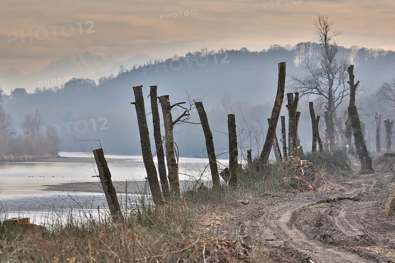 Cut trees on the bank of a river