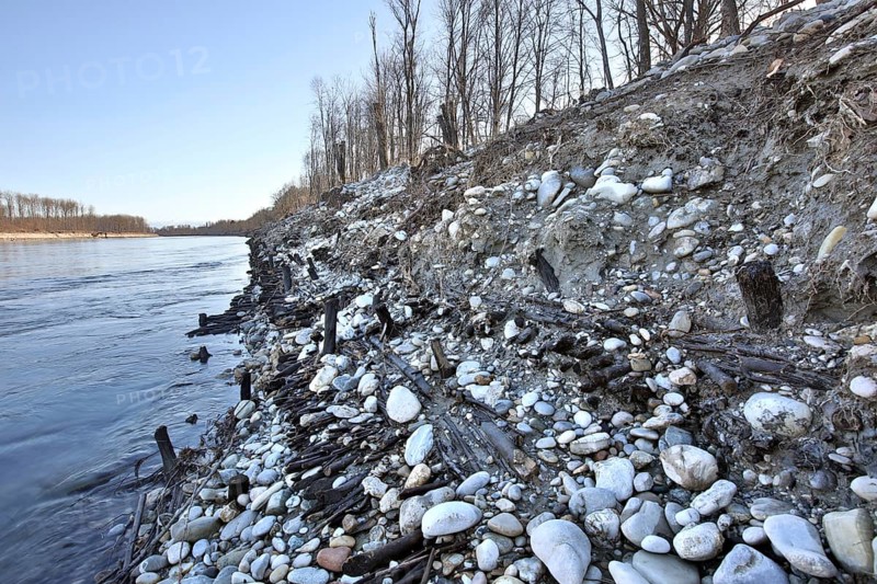 Exposed historic fascines on a river bank