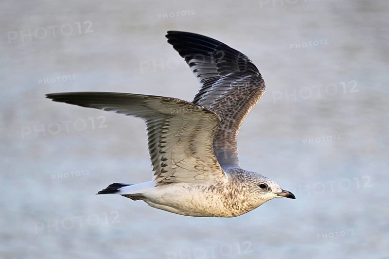 Common gull
