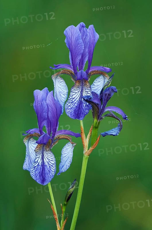 Siberian iris