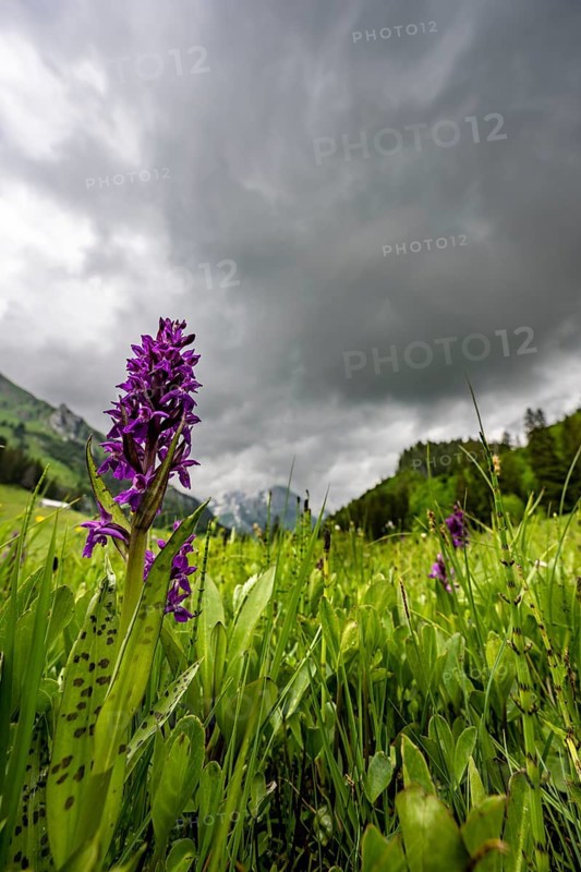 Western marsh orchid