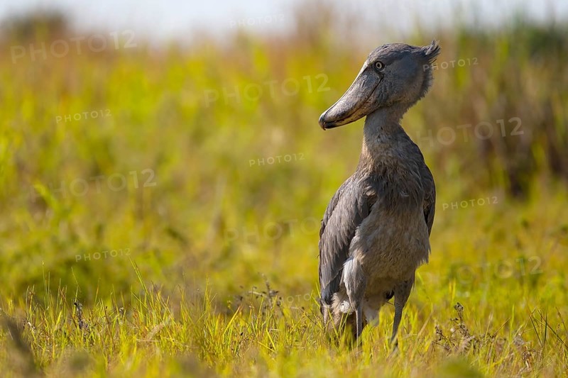 Shoebill