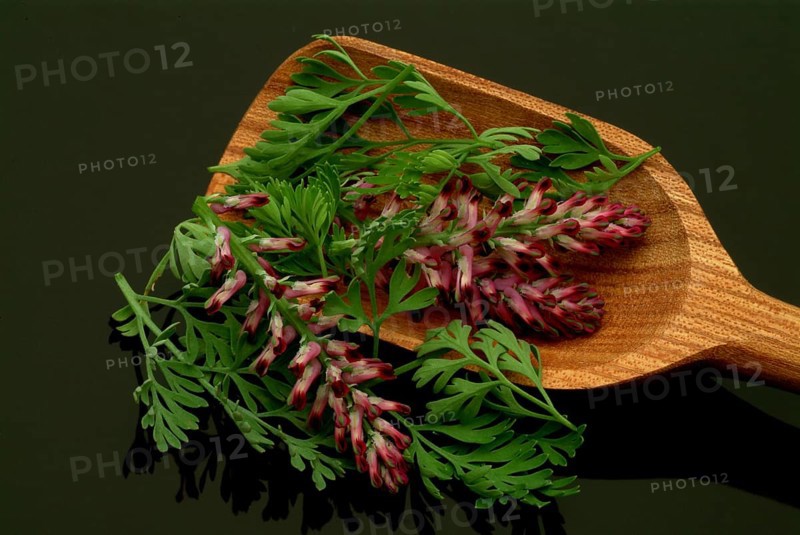 Medicinal plant Common fumitory