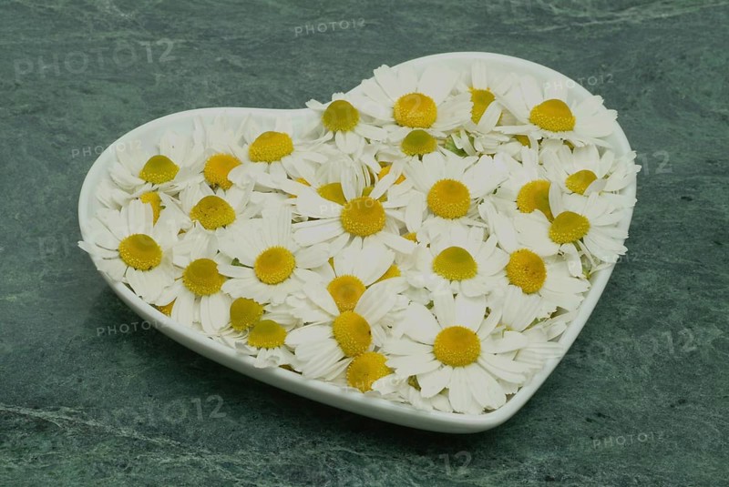 Medicinal plant Chamomile