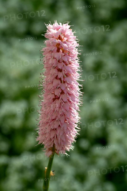 Medicinal plant Meadow knotweed